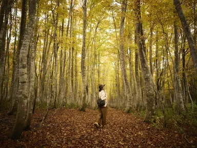 【奥入瀬渓流ホテル】早朝紅葉ガイドツアー（2）