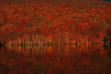 【奥入瀬渓流ホテル】早朝紅葉ガイドツアー（4）