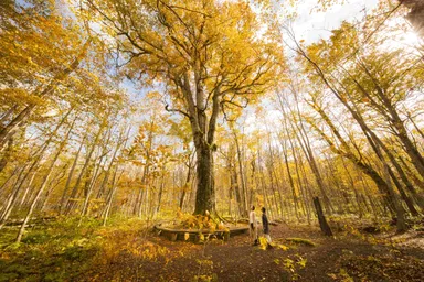 【奥入瀬渓流ホテル】早朝紅葉ガイドツアー（5）