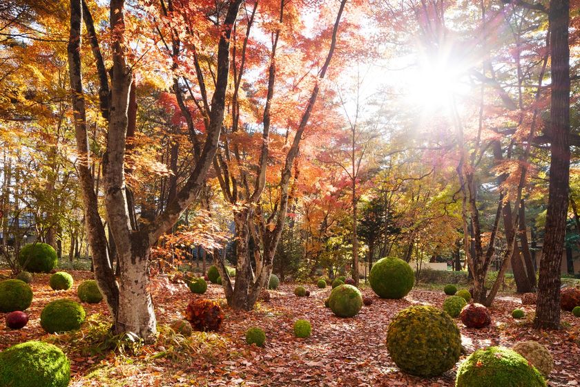 星野リゾート　軽井沢ホテルブレストンコート
「Art of Forest 2019」開催
森が絵画のように彩られる軽井沢のアートイベント
期間：2019年10月18日～11月25日