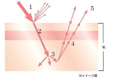 輝く肌と光の関係