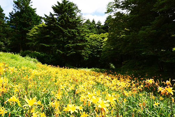 六甲高山植物園 一面に広がる黄色の花畑約2 000株のニッコウキスゲが見頃です 阪神電気鉄道株式会社のプレスリリース