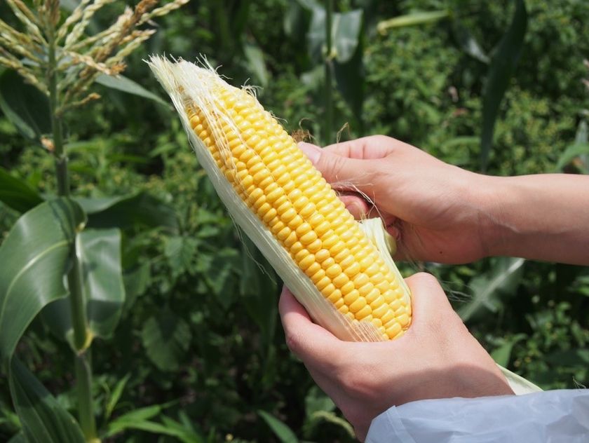 7/20(土)、滋賀県にて
「有機とうもろこしの収穫体験イベント」を開催