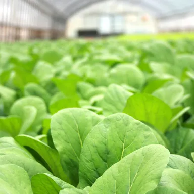 有機無農薬野菜