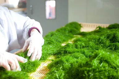 シーベジタブル社スジアオノリ製造風景
