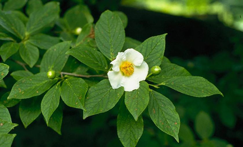 六甲高山植物園　気品高い純白の花
沙羅双樹こと　ナツツバキが見頃です！
