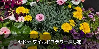 セドナワイルドフラワー押し花