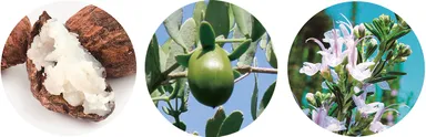 3種類の植物成分