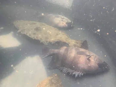 昨月、壱岐島で睡眠中のイシダイ