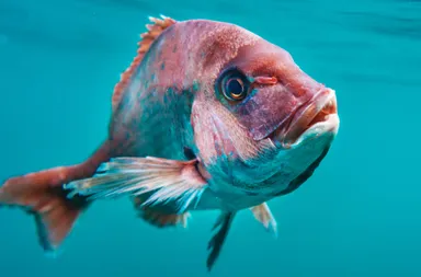 海中の白寿真鯛