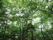 箱根仙石原の森の自然と心と体の緊張を解き放す
