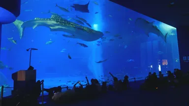 「黒潮の海」水槽