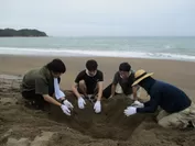 千里浜海岸でウミガメの卵の位置を確認し、防護柵設置の準備をしている様子