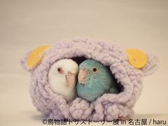 愛嬌たっぷりインコから勇猛な野鳥まで、名古屋に集結！“トリ”ストーリー合同写真＆物販展 8/24～9/8開催