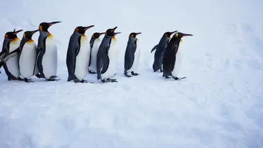 【OMO7 旭川】ペンギン(1)