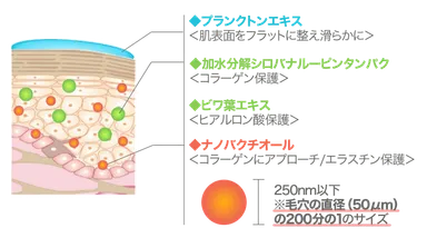 肌断面イメージ図