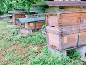 自家養蜂場巣箱