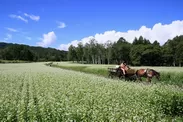 開田高原のそば畑と馬