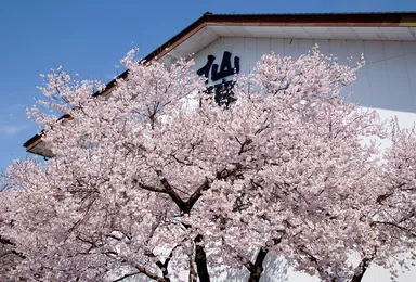 桜の名所で有名な伊那高遠の酒蔵