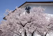 桜の名所で有名な伊那高遠の酒蔵