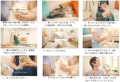 ほっこりニャレンジ