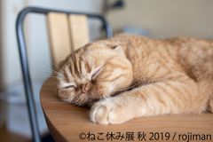 ねこまみれの秋到来！「ねこ休み展」名古屋9/14～10/6開催！雑誌「東海ウォーカー」とコラボなど、祝・ギャラリー2周年企画