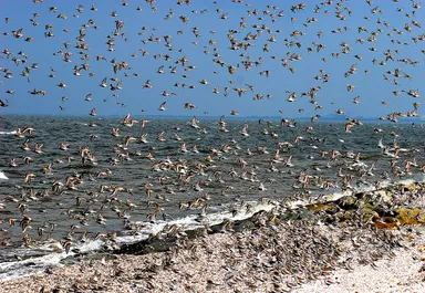 荒尾干潟と渡り鳥