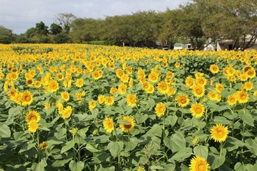 ひまわりの中に 枯山水 登場 千葉の成田ゆめ牧場 8月下旬まで ひまわり迷路 開催中 成田ゆめ牧場のプレスリリース