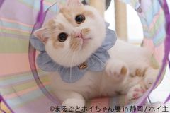 フォロワー29万超の人気猫「ホイちゃん」静岡で単独展開催　新作写真や会場限定グッズ満載で甘えん坊猫に癒やされよう！