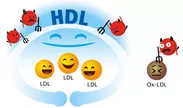 HDLがLDLの酸化を防ぐイメージ図