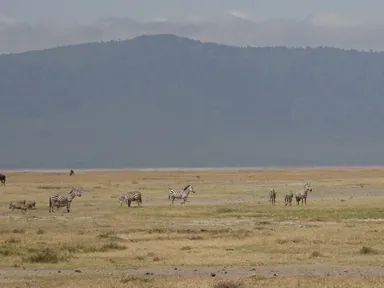 アフリカの野生動物-1