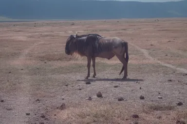 アフリカの野生動物-2
