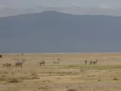 アフリカの野生動物-1