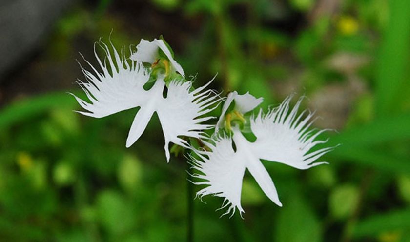 六甲高山植物園　天翔る白鷺の如き花
サギソウが見頃です！