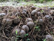 キヌガサタケの幼菌。栽培管理が良好だと多数発生します
