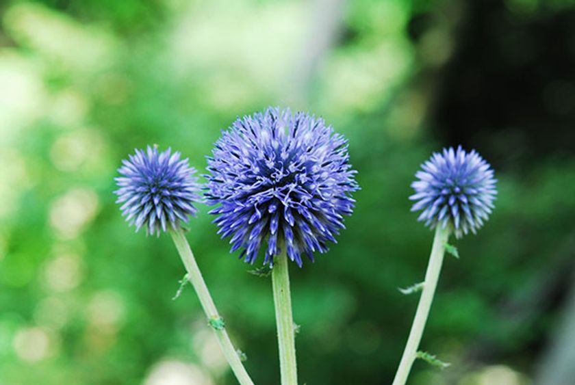 六甲高山植物園 絶滅が危惧される貴重な花
ヒゴタイが見頃を迎えました！