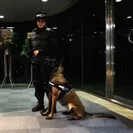 女性ハンドラーと警備犬