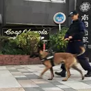 表参道を歩く女性ハンドラーと警備犬