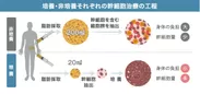 培養・非培養それぞれの幹細胞治療の工程