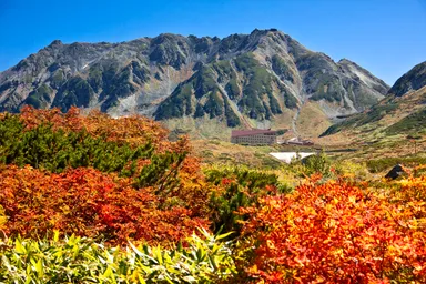 ナナカマドの赤と草紅葉の彩り鮮やかな立山