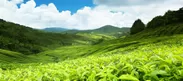 スリランカの紅茶は「セイロン紅茶」の名前で知られ、生産量は世界3位