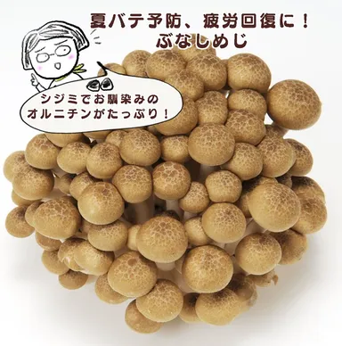 オルニチンたっぷり、ぶなしめじ