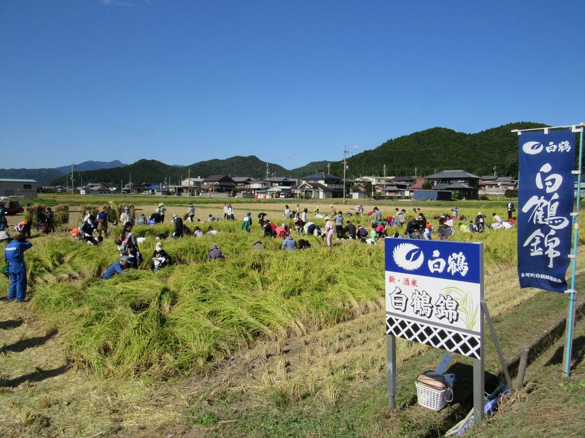 白鶴酒造が“山田錦発祥の地”で「稲刈りイベント」を開催！
独自開発した酒米『白鶴錦』の稲刈り　参加応募受付開始