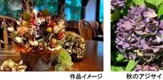 作品イメージ、秋のアジサイ