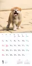 むくむくもふもふ 秋田犬 カレンダー 2020（翔泳社)1月