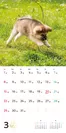 むくむくもふもふ 秋田犬 カレンダー 2020（翔泳社)3月