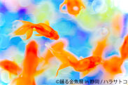 金魚の妖艶な美しさを切り取った作品が静岡に初集結！「踊る金魚展 in 静岡」が9/28～10/14に静岡パルコにて開催