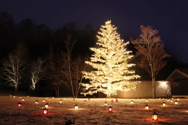 【星野エリア】雪のもみの木ツリー