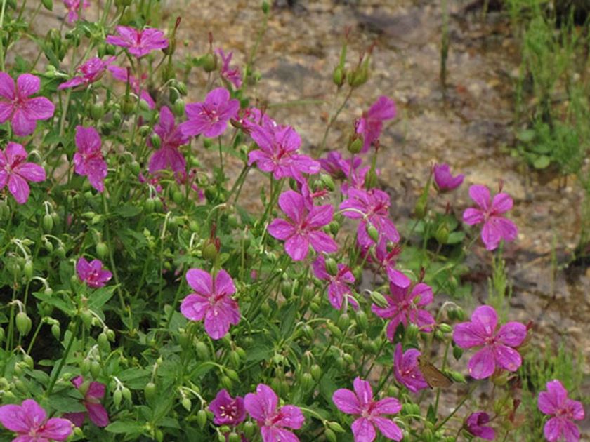 六甲高山植物園 日本最大のフウロソウ
アサマフウロの群落が見頃です！