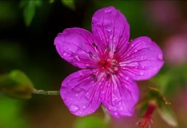 ■アサマフウロ（フウロソウ科）